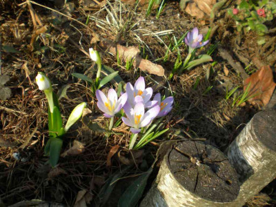crocusundleucojum.jpg