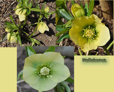Helleborus_gg_011___0538.jpg
