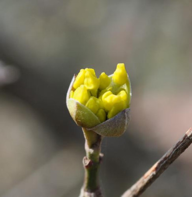 Cornus_Mas_Cornellkirsche_0011__0487.jpg