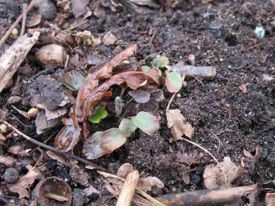 Hepaticasamlinge_11_ue.jpg