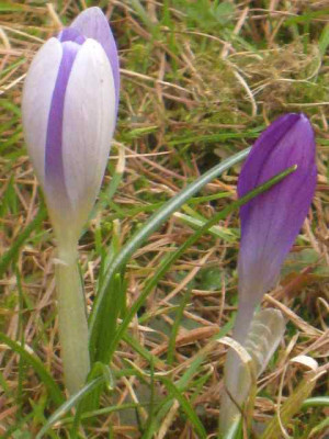 Elfenkrokus_helldunkel__IMG_8281.JPG