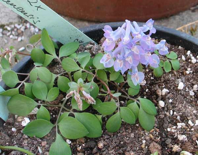 corydalis-xx.jpg