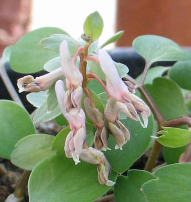 corydalis-xx2.jpg
