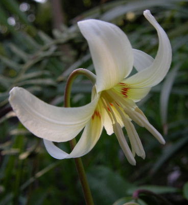 E.white_beauty.JPG