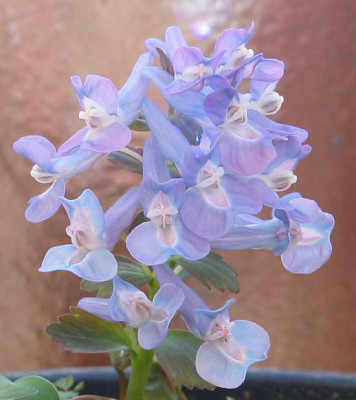 corydalis-xxx8.jpg