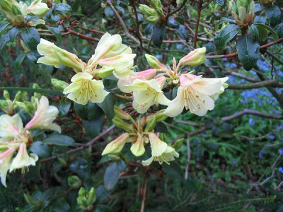 Rhododendron_dauricum_Hybride_Hortu.jpg