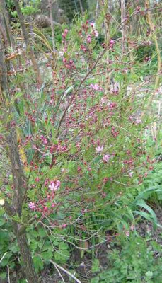 Prunus_tenella__a.jpg