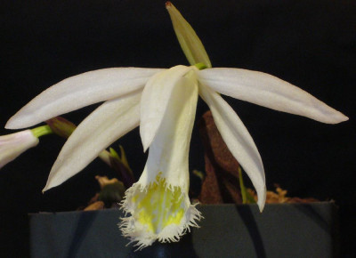 Pleione_Eiger_Snowflake_A_1000x1000_80KB.jpg