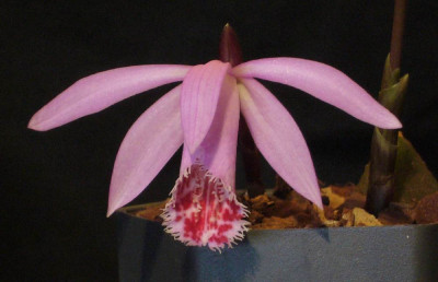 Pleione_Danan_A_1000x1000_80KB.jpg