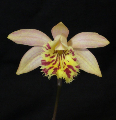 Pleione_Krakatoa_A_1000x1000_80KB.jpg