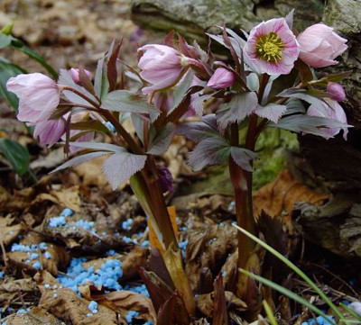DSCF1209_eHelleborus_thibetanus.JPG