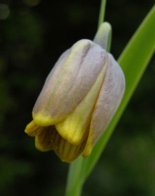 F.uva-vulpis.JPG