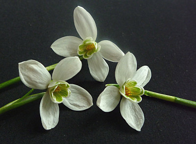 Galanthus_birken.jpg