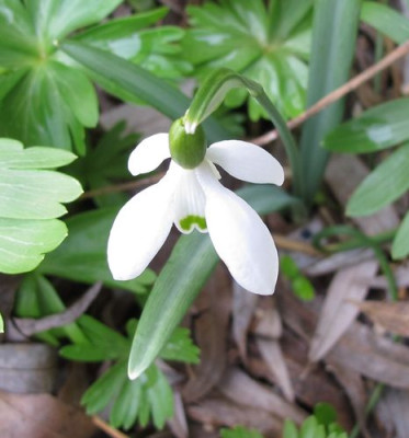 Galanthus_quadripetalus_1_fars_2011.jpg