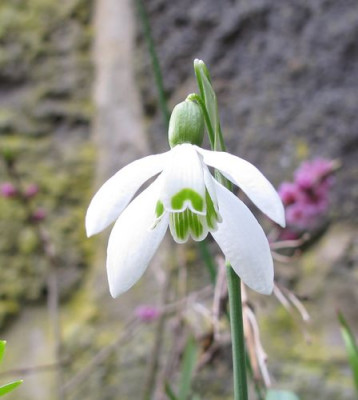 Galanthus_quadripetalus_2_fars_2011.jpg