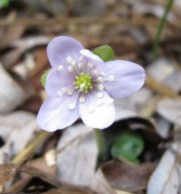 Hepatica_blassblau_fars_2011.jpg