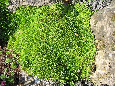 Minuartia_graminifolia_rosani.jpg