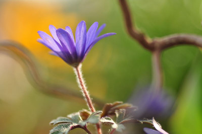 Anemone_2.JPG
