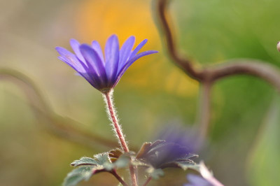 Anemone_3.JPG