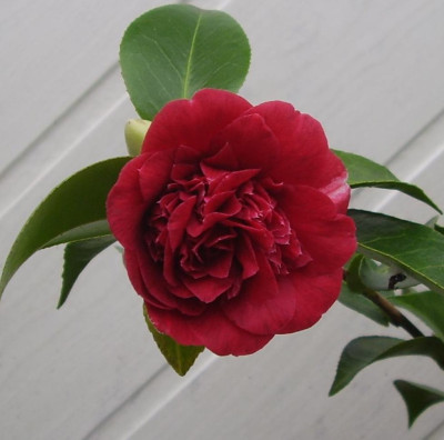 Mrs_Charles_Cobb2011.jpg