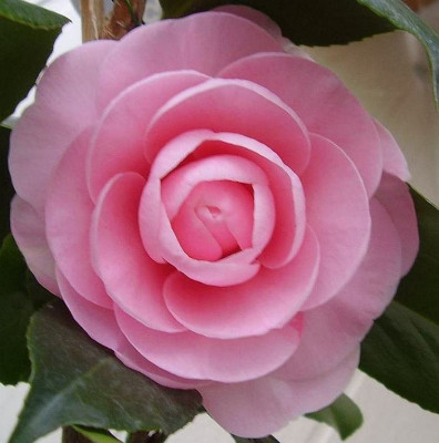 Aldi_rosa2011.jpg