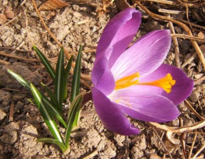 Crocus_gro_13-3-11.JPG