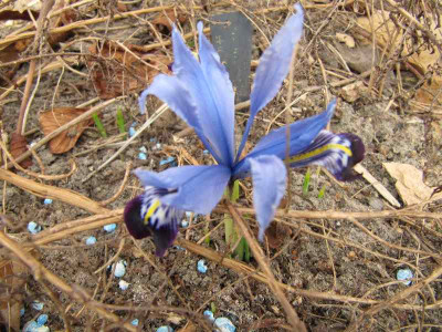 Halkis_110312.jpg