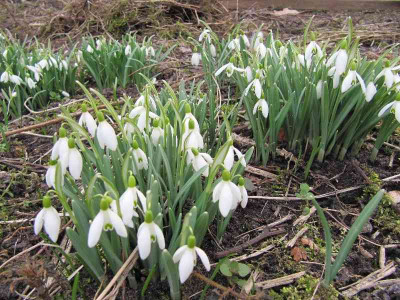 Schneegluckchen_MGP_110313.jpg