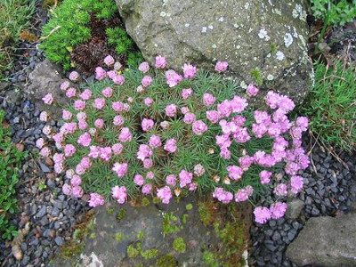 Armeria_caespitosa.jpg
