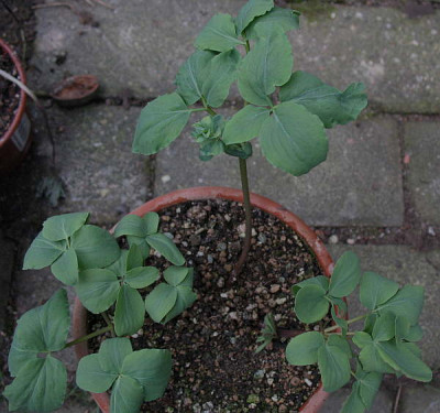 Gymnospermium_altaicum_12.3.11._095.jpg