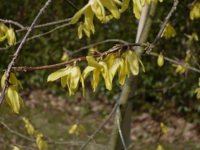 Forsythia_giraldiana130311.jpg
