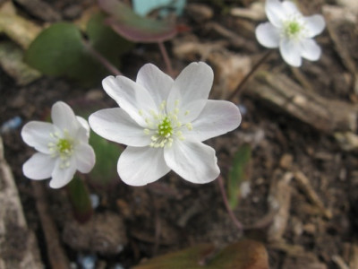 GARTEN_026.jpg
