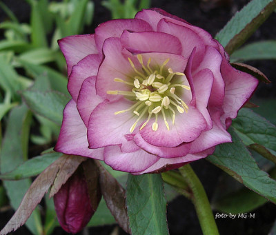 HelleSmlg2011-14IMGP9442.jpg