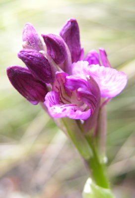 Orchis_fragezeichen.JPG