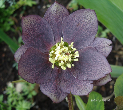 HelleSmlg2011-33IMGP9456.jpg