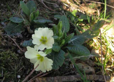 primula2-dogwood.jpg