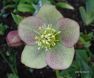 HelleSmlg2011-32IMGP9447.jpg