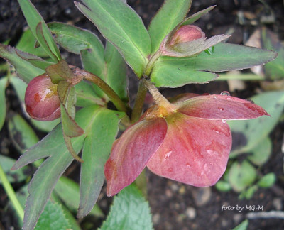 HelleSmlg2011-38IMGP9476.jpg