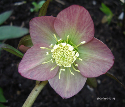 HelleSmlg2011-38IMGP9475.jpg