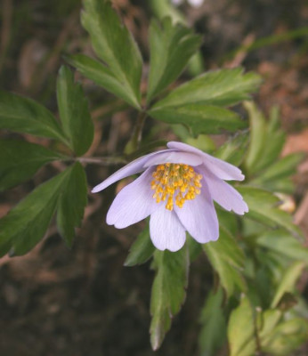 Anemone_nem._Robinsoniana003.jpg