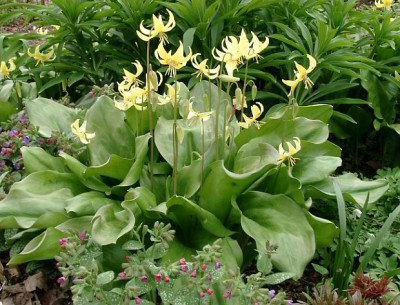 04170011_Erythronium_Pagoda.JPG