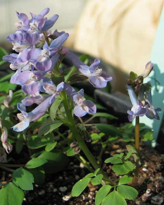 corydalis-blauax1.jpg