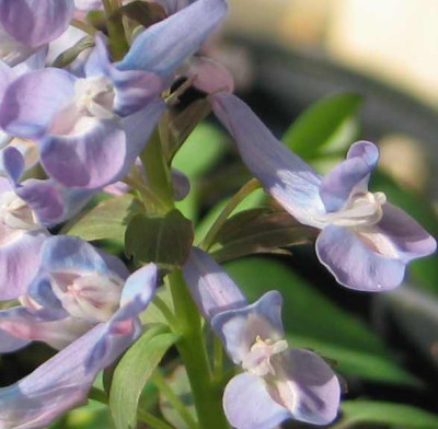 corydalis-blau-blute.jpg