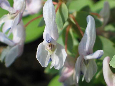 corydalis-ax-kl..jpg