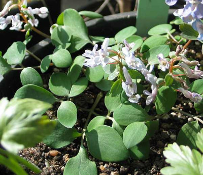 corydalis-ax-kl-bl..jpg