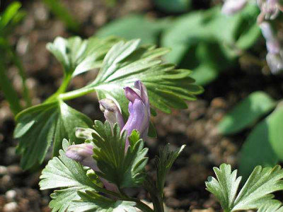 corydalis-ax3.jpg