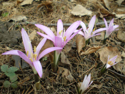 Bulbocodiumvernum2011ea.jpg
