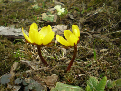 Eranthiscilicica2011ea.jpg