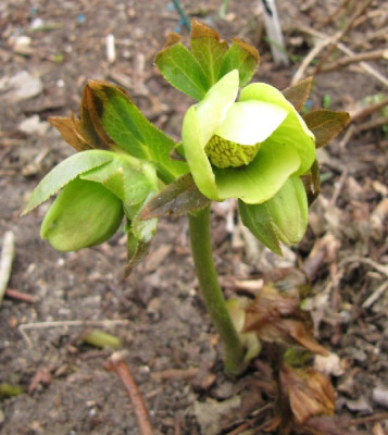 Helleborus_grun_110315.jpg