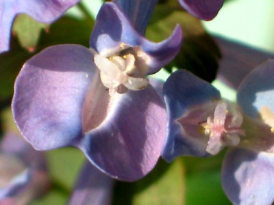 corydalis-blutendetail.jpg